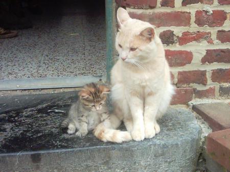 d'autres chats a nous